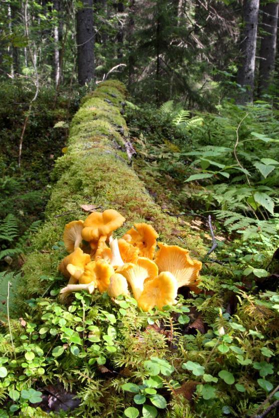 pienialaiset korpilaikut. Rahkasammal upottaa varomatonta retkeilijää paikoin saappaanvarren verran.