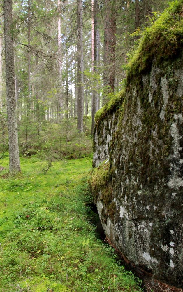 luontoa kohtaan. Koipimäessä viihtyy myös lukuisa joukko vanhojen metsien lajeja.