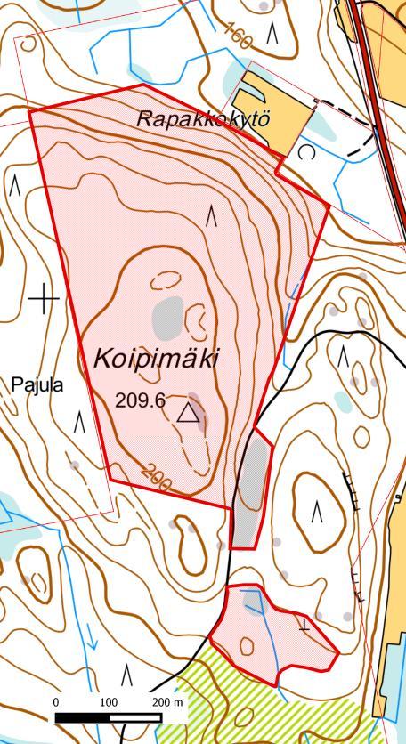 kuusen oksille pesänsä rakentava kanahaukka.