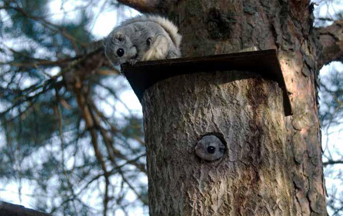 Pohjois-Espoon vahva liito-oravakanta on tunnettu jo pitkään, mutta 2000-luvusta lähtien liito-oravia on havaittu runsaasti myös eteläisissä kaupunginosissa.