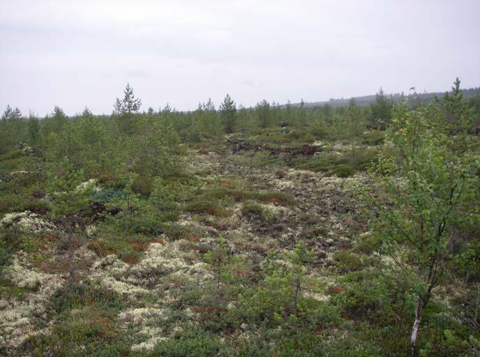 Rautatien pohjoispuolinen osa Valtaosa Konnunsuon hankealueen rautatien pohjoispuolisen osan pinta-alasta on tyypiltään ja olemukseltaan samankaltaista rahkarämemuuttumaa (RRmu) (kuva 16), jossa