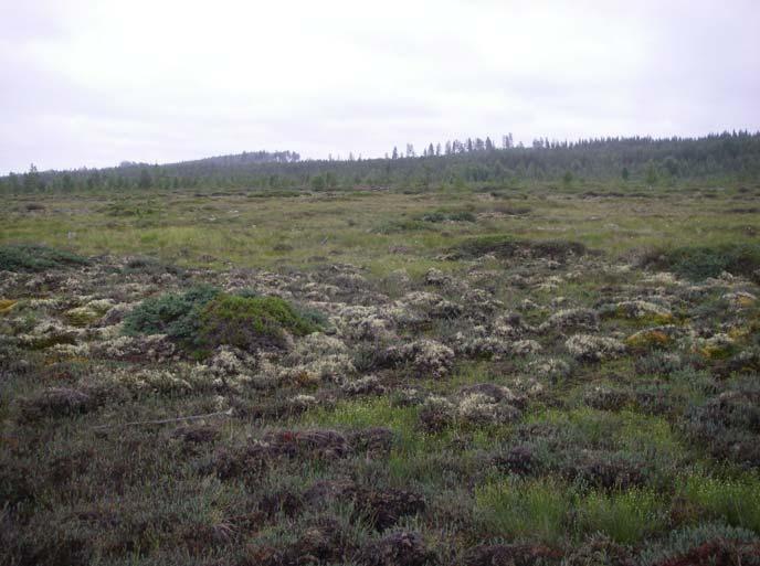 Uudisojitusten yhteydessä nostettu turve on jätetty alueelle ja turvepaakut kasvavat jäkälää ja karhunsammalia. Rämekarhunsammalta ja torvijäkäliä onkin alueella paikoin yhtenäisenä peitteenä.