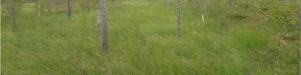 kasvava