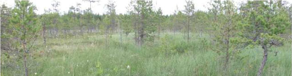 Kuva 31. Noro Hallanevalla (Pöyry Finland Oy 2012 a). Tuotantovaiheen jälkeen maisemavaikutukset riippuvat alueen käyttötavasta.
