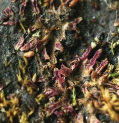 sekä ojaleinikki Ranunculus flammula ja hirssisara Carex panicea. KS tian maista rutahankasammal tunnetaan Latviasta ja Liettuasta, mutta ei Virosta.