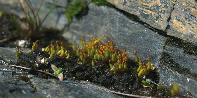 KS sammaliin Bryum spp., sekä suvun toiseen lajiin, lapinseitasammaleen P. zieri.