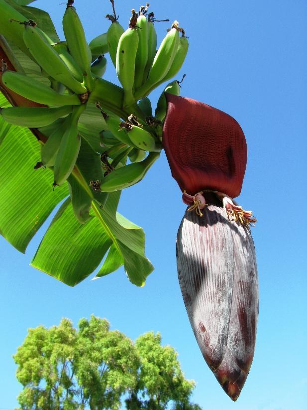 Banaani on kehitysmaiden neljänneksi tärkein ruokakasvi Kuva: J.
