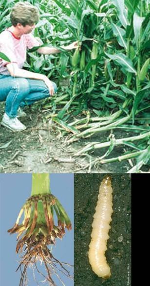 Maissin juurikuoriainen (corn rootworm) Diabrotica