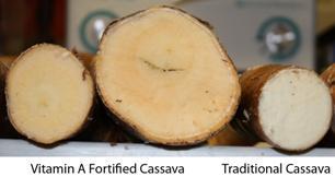 Perinteinen kassava on kehnoa ruokaa Kassavan ravinto-ominaisuudet ovat kuitenkin huonot juurakko on lähes silkkaa tärkkelystä tappavan myrkyllistä (syaanivetyä synnyttävät glukosidit, esim.