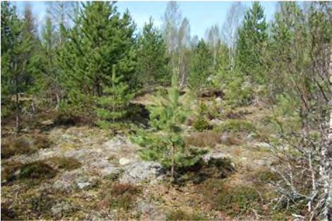 98 Kuva 71. Vasemmalla voimalan 7 rakentamisaluetta ja oikealla näkymä voimalalta huoltotien suuntaan (luoteeseen).