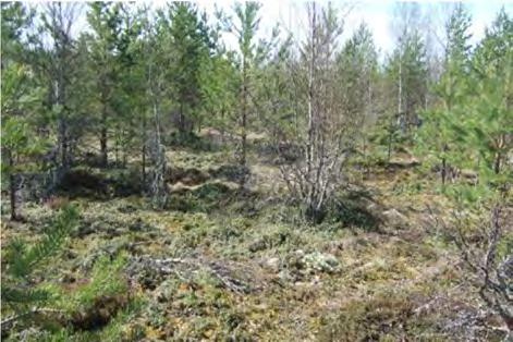 Rakentamiseen suunnitelluilla alueilla ei ole erityisiä luontoarvoja.