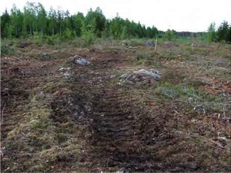 Reittivaihtoehdon VE1 luonnonympäristölle leimallisia ovat varttuneet mäntyä kasvavat kuivahkot kankaat (VT).