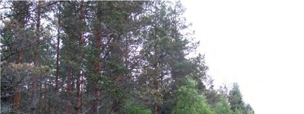 kuivahkon kankaan (VT) kasvatusmetsät (ks. kuva 76).