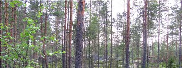 101 Kuva 77. Arkkukallion alueelle alustavasti suunnitellun sähköaseman paikkaa. 9.4.