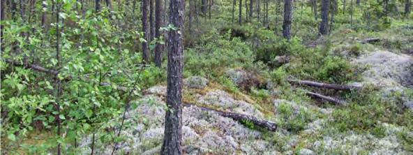 maastokäyntien perusteella luonnonsuojelulain 29 :n mukaisia luontotyyppejä, metsälain 10 :n tarkoittamia arvokkaita elinympäristöjä, vesilain 11 :n tarkoittamia arvokkaita pienvesiä, uhanalaisia