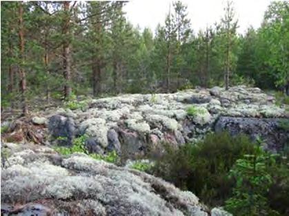 nuoreen kuusikkoon,