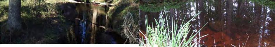 Töniluoma ja sen varren metsät ovat edustavimmillaan Uttermossan peltoalueen eteläreunalta, Bäckin nimisen tilan kohdilta ulottuen aina Uusikytö nimisen pellon tuntumaan.