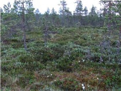 94 Noin 15 hehtaarin laajuinen ojittamaton eteläosa on luonnontilaisen kaltaista keidassuota.