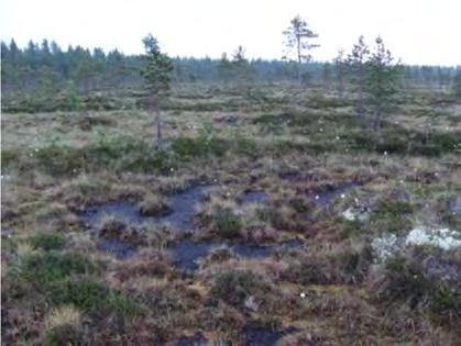 Keidasrämeellä kermit ovat variksenmarjan, suokukan, hillan ja kanervan peittämiä ruskorahkasammalvyöhykkeitä, joissa puusto on matalaa ja harvaa rämemäntyä.