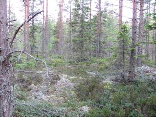 Pohjakerros on kivinen ja kallioinen: pallero-, valko- ja harmaaporonjäkälät vallitsevat kalliokumpujen päällä, kankaalla vastaavasti seinä- ja