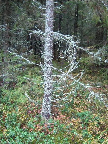 Kuva 68. Oikealla olevassa kuvassa nykyistä metsätietä voimalan 4 kohdalla.