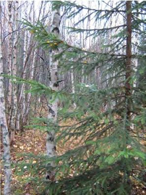 97 Kuva 69. Vasemmalla voimalan 5 rakentamisalue ja oikealla näkymä mäen päälle suunnitellun huoltotien suuntaan.