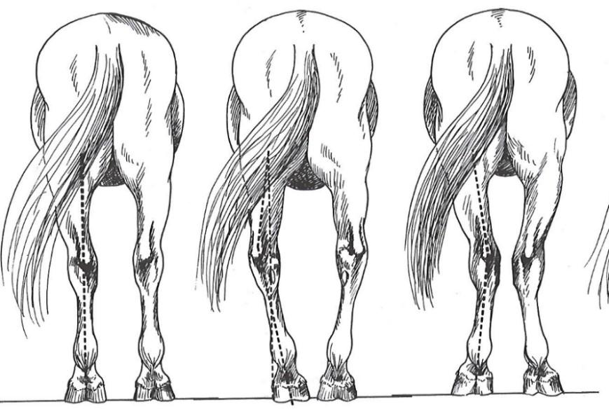 Sivulta katsottuna, jos hevonen on koukkupolvinen, sen etujalka näyttää jatkuvasti eteenpäin taipuneelta.