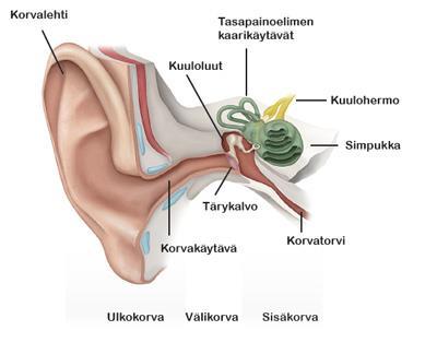 2 KUULO Kuulo on aisti, jonka avulla havainnoidaan ääniä. Korvat mahdollistavat äänien havainnoimisen, sillä ne vastaanottavat ääniaaltoja ja välittävät ne aivoihin.