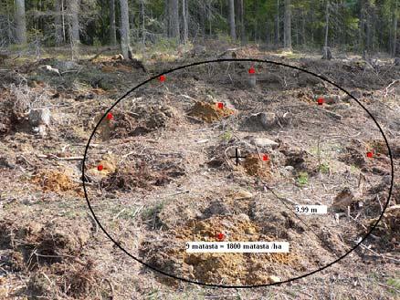 Muokkausjälkien tiheys määrittää viljelytiheyden Muokkaamattomiin kohtiin istutettujen taimien määrä (punainen käyrä) sitä suurempi mitä harvemmasta muokkausjäljestä oli kysymys!