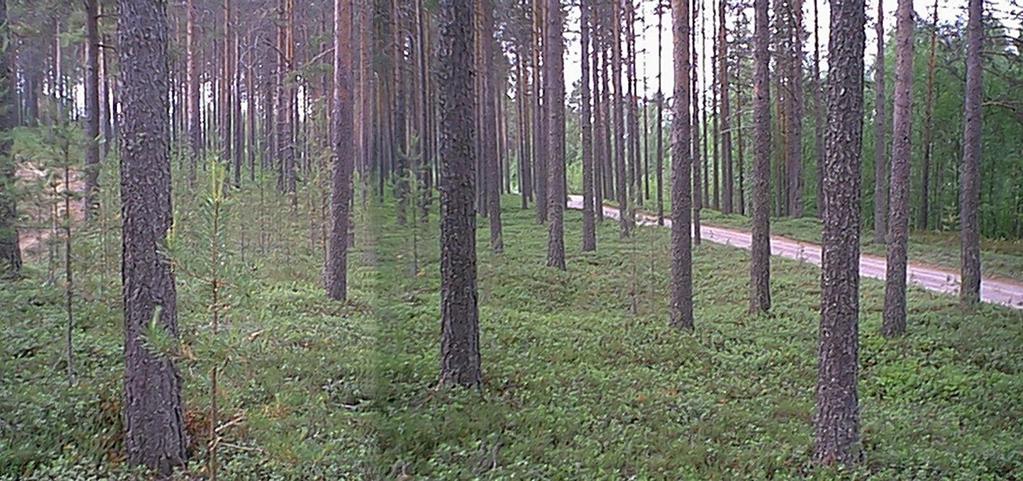 14 KINNULA 76 RUUHINIEMEN TYVI Mjtunnus: 256 01 0027 rauh.
