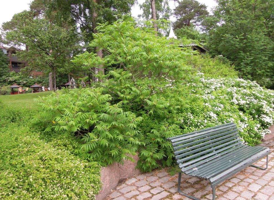 SAMETTISUMAKKI Rhus typhina Samettisumakki on huomiota herättävän kaunis juurivesoja muodostava leveälatvuksinen pieni puu tai pensas.