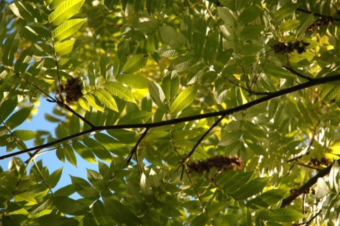 JAPANINSIIPIPÄHKINÄ Pterocarya rhoifolia Vuonna 2004 Sapokan rinteeseen istutettiin jalopähkinäkasveihin kuuluvia siipipähkinöitä. Taimimateriaali hankittiin Mustila Arboretumista.
