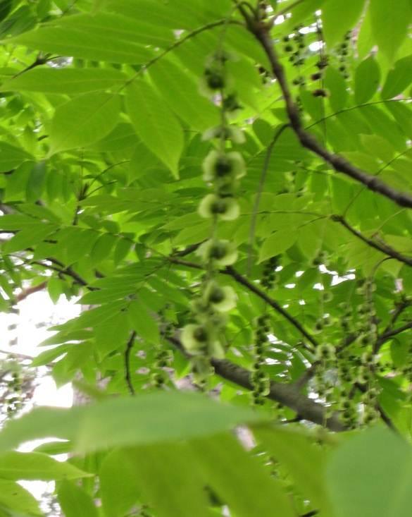 Japaninsiipipähkinät soveltuvat istutettavaksi aurinkoiselle ja suojaiselle etelärinteelle, joko muun kasvillisuuden sekaan tai yksittäispuuksi.