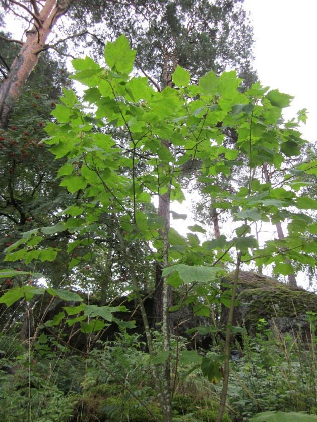 TÄHKÄVAAHTERA - Acer spicatum Tähkävaahterat ovat pienikokoisia, pystykasvuisia n.3-4 m:n korkuisia monirunkoisia ja nopeakasvuisia pensaita.