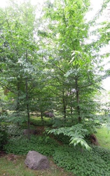 EUROOPANVALKOPYÖKKI Carpinus betulus Valkopyökki on nopeakasvuinen puu, joka voi kasvaa jopa 5-20 m korkuiseksi.