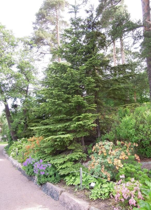 LÄNNENHEMLOKKI - Tsuga heteropyhylla Lännenhemlokki on Suomessa kestävin hemlokkilaji, joka voi kasvaa täällä jopa 20 m korkuiseksi.