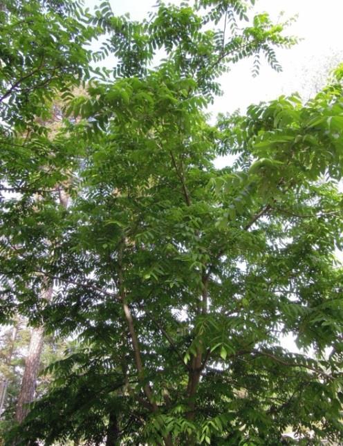 MANTSURIANJALOPÄHKINÄ, Juglans mandshurica Jalopähkinät ovat eksoottisen näköisiä, monirunkoisia, rotevia ja leveälatvuksisia puita. Ne kasvavat Suomessa n. 5-10 m korkuisiksi.