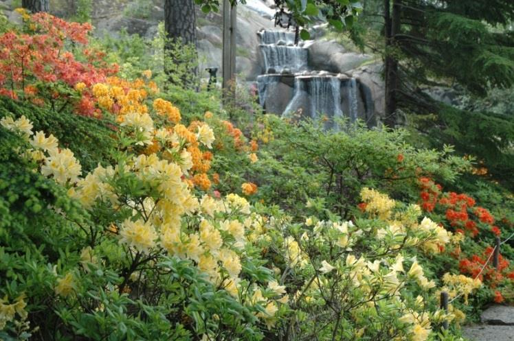 ATZALEA Rhododendron Atsaleat voidaan istuttaa aurinkoiselle ja puolivarjoiselle kasvupaikalle, sillä lehdettömänä pensaat kestävät kevättalven auringon ahavaa vaurioitumatta.