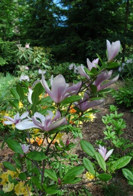 MAGNOLIA Magnolia on pystykasvuinen pieni puu tai pensas. Toukokuussa puhkeavat kapeat, tähdenmuotoiset, tuoksuvat jopa yli 10 cm läpimitaltaan olevat kukat. Kukat sijaitsevat versojen kärjissä.