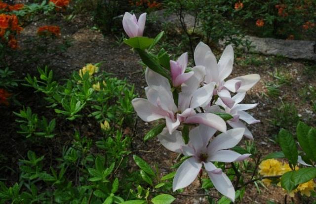 Magnoliat ovat Suomessa harvinaisia ja vähän käytettyjä pensaita huonon talvenkestävyytensä vuoksi.