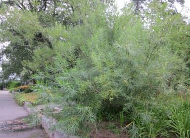 KORIPAJU Salix viminalis Koripajut ovat kookkaita, nopeakasvuisia n. 3-4m korkuisia pensaita. Niiden pitkät, pystykasvuiset, vähän haarovat notkeat versot ovat kellanruskeita. Pitkät n.