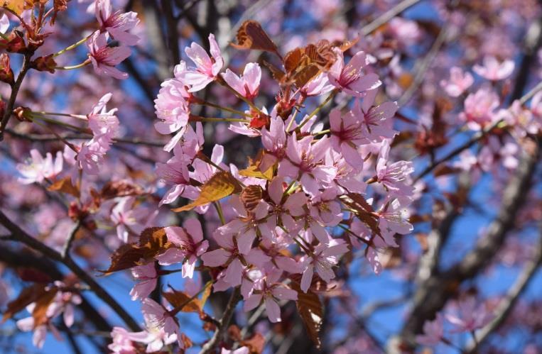 Puun koristearvoa lisää runsas kevätkukinta, kuin myös upea liekehtivä tulenpunainen syysväri.