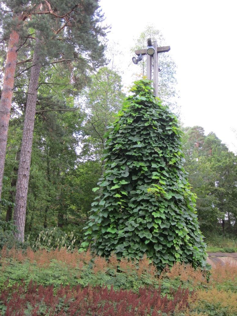 OJUKKAVIINI - Vitis labruska Leikkaamaton, nopeakasvuinen ojukkaviini- köynnös kasvaa Sapokan valaisinpylväissä jopa yli 10