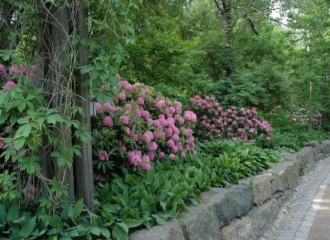 ALPPIRUUSU - Rhododendron Alppiruusut viihtyvät puolivarjoisalla, hieman turvepitoisella, kuohkealla ja hapahkolla kasvupaikalla.