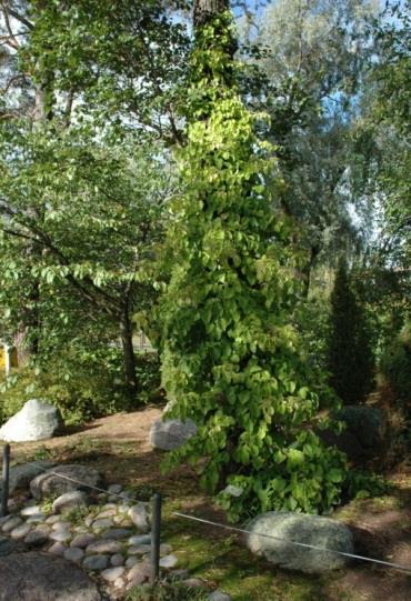 KÖYNNÖSHORTENSIA, Hydrangea anomala ssp. petiolaris Köynnöshortensia on itse kiipeävä köynnös, jolla on puumainen paksu runko.