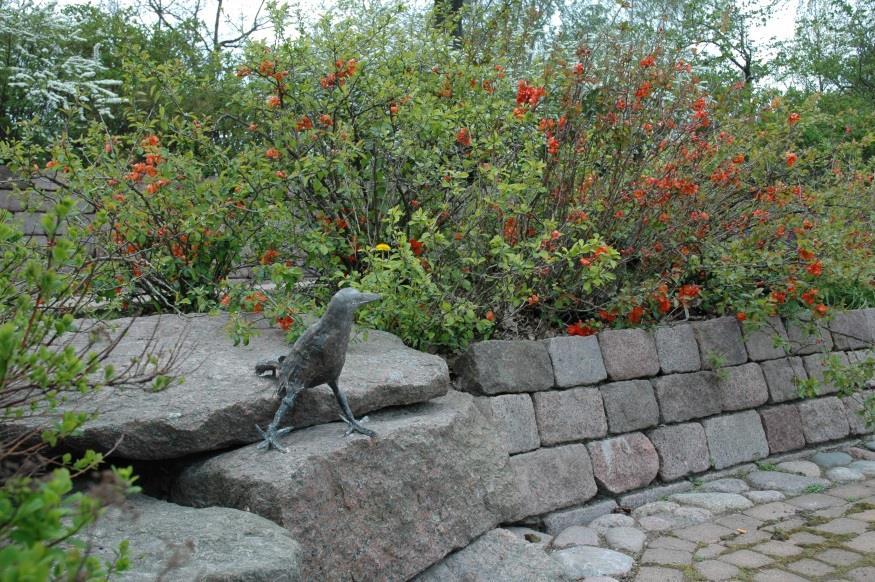 RUUSUKVITTENI Chaenomeles japonica Kuvan pensaat löytyvät ruusuterassin alatasanteelta.