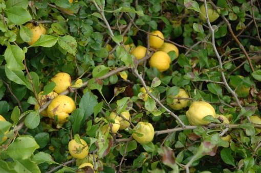 Pensas tuottaa lämpimänä syksynä keltaisia, suuria, hieman kuhmuraisia päärynän muotoisia hedelmiä, jotka tuoksuvat sitruunalle.