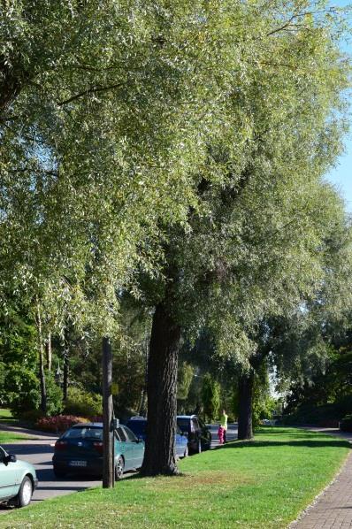 HOPEASALAVA - Salix alba var.sericea Sibirica Hopeasalavat ovat nopeakasvuisia, mutta suhteellisen lyhytikäisiä puita. Ne voivat kasvaa yli 15 m korkuisiksi.