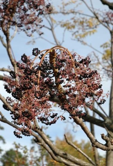 PUISTOARALIA - pirunkeppi Aralia chinensis Puistoaralia eli pirunkeppi kasvaa n. 2-3 m korkuiseksi pensaaksi.