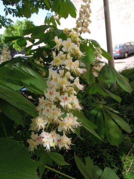 HEVOSKASTANJA Aesculus hippocastanum Hevoskastanja on komeasti kukkiva, suuri leveälatvuksinen lehtipuu. Puu on nuorena nopeakasvuinen. Se kasvaa Suomessa n.